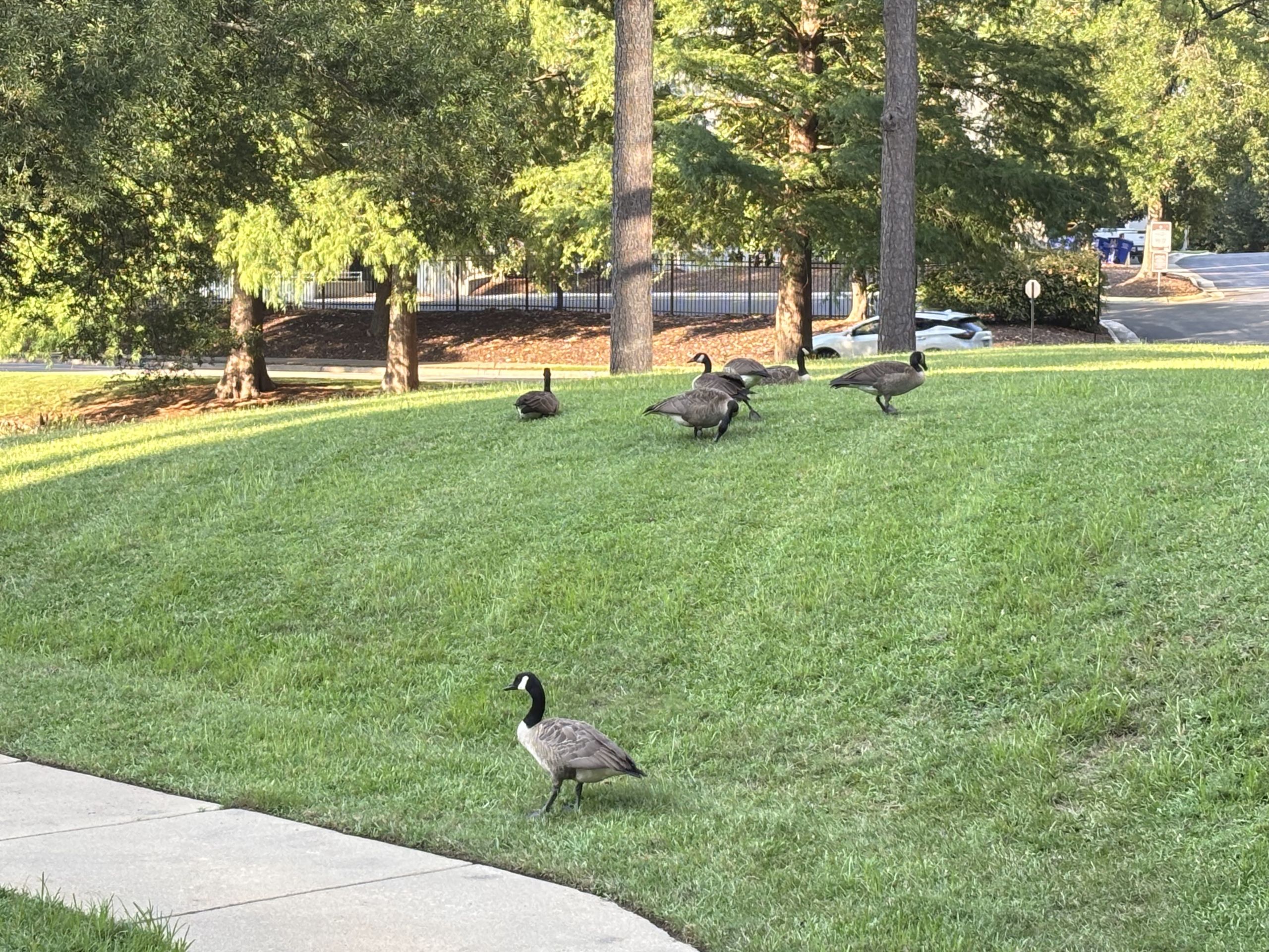 Ducks on Campus